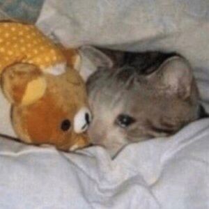 Meet your Posher, Annie